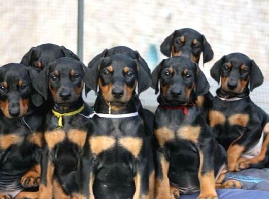 Anatomi harikası safkan aşılı doberman bebekler