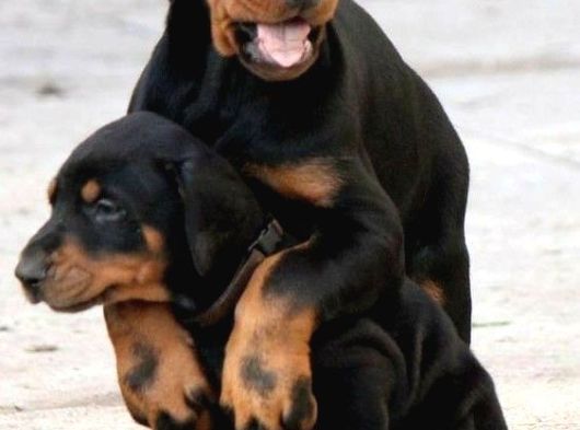 Anatomi Harikası Safkan Aşılı Doberman Bebekler görsel