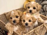 Maltipoo bebeklerimiz teslime hazırlar