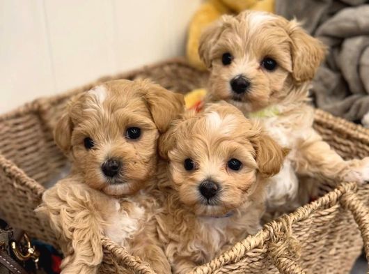 Maltipoo bebeklerimiz teslime hazırlar