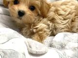 Maltipoo Bebeklerimiz Teslime Hazırlar