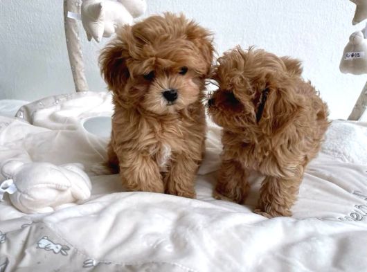 Maltipoo Bebeklerimiz Teslime Hazırlar görsel