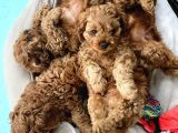 Maltipoo Bebeklerimiz Teslime Hazırlar