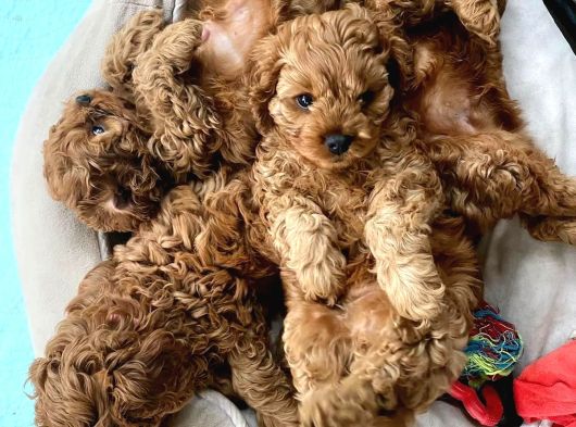Maltipoo Bebeklerimiz Teslime Hazırlar görsel