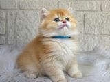 Altın Tonlarında British Longhair Golden Yavrumuz Erkek