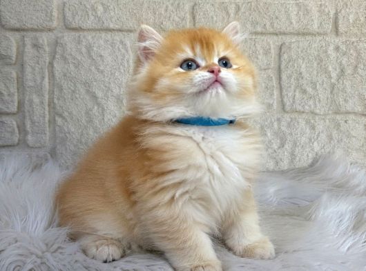 Altın Tonlarında British Longhair Golden Yavrumuz Erkek