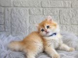 Altın Tonlarında British Longhair Golden Yavrumuz Erkek