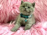 Harika Rengi İle British Shorthair Lilac Yavrularımız