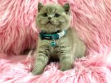 Harika Rengi İle British Shorthair Lilac Yavrularımız