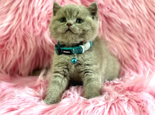 Harika Rengi İle British Shorthair Lilac Yavrularımız görsel