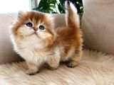 Safkan Golden British Longhair  Shorthair Bebekler