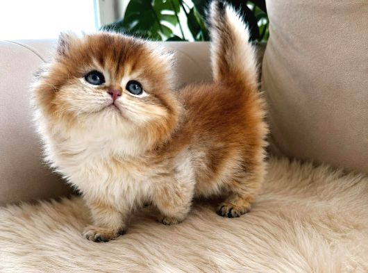 Safkan Golden British Longhair  Shorthair Bebekler görsel