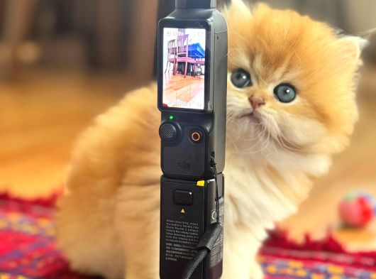 Safkan Golden British Longhair  Shorthair Bebekler