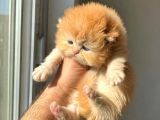 Safkan Golden British Longhair  Shorthair Bebekler