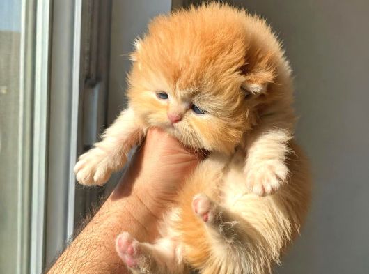 Safkan Golden British Longhair  Shorthair Bebekler görsel