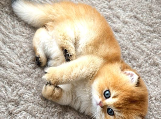 Safkan Golden British Longhair  Shorthair Bebekler görsel