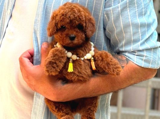 Toy Poodle Sevi̇mli̇ Yavrular Ev Üreti̇mi̇ görsel