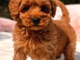 TOY POODLE SEVİMLİ YAVRULAR EV ÜRETİMİ
