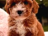 MALTİPOO CİNSİ YAVRULAR EV ÜRETİMİ