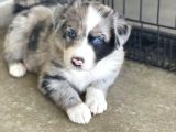 Dişi erkek border collie merle safkan yavrularımız