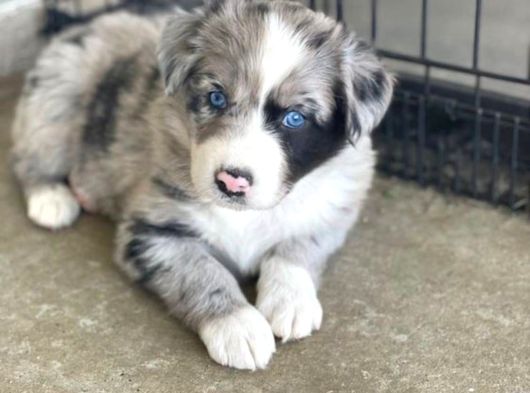 Dişi erkek border collie merle safkan yavrularımız