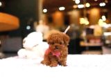 Ankara Korea Poodle Yavrular Safkan
