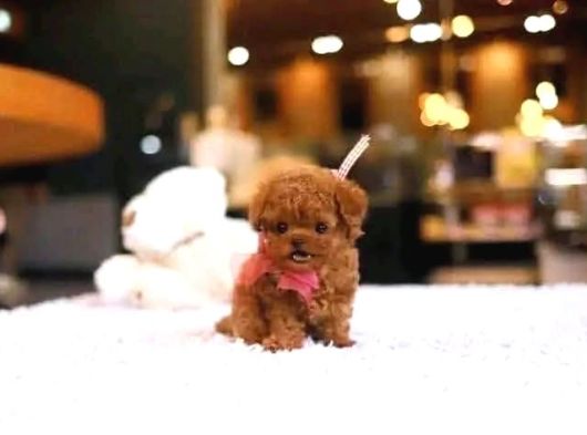Ankara Korea Poodle Yavrular Safkan görsel