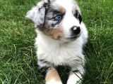 Dişi Erkek Border Collie Merle Safkan Yavrularımız