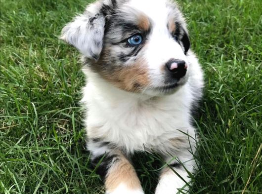 Dişi Erkek Border Collie Merle Safkan Yavrularımız görsel