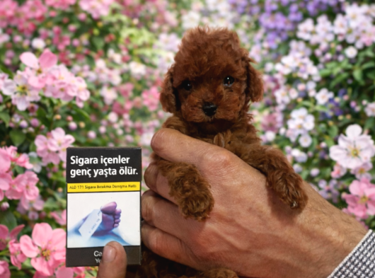 Kaliteli Ve Sağlık Garantili Yavrular görsel