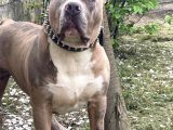 Bully Xxl 8 Aylık Abkc Scr Aşı Tam Temel Itaati Vardır