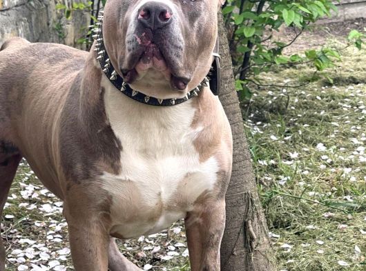 Bully Xxl 8 Aylık Abkc Scr Aşı Tam Temel Itaati Vardır görsel