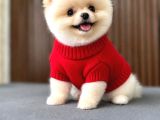 TEDDY  POMERANİAN BOO YAVRULARIMIZ