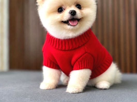 Teddy  Pomerani̇an Boo Yavrularimiz