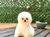 Teddy  Pomerani̇an Boo Yavrularimiz