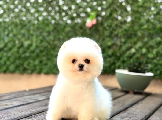 Teddy  Pomerani̇an Boo Yavrularimiz görsel