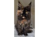 Full Şecereli Dişi Erkek Xxl Maine Coon Yavruları