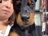 Avrupa standart doberman yavruları