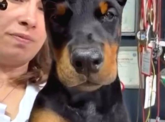 Avrupa Standart Doberman Yavruları