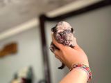 Süper Anatomi ırk - Sağlık Garantili French Bulldog Yavrular