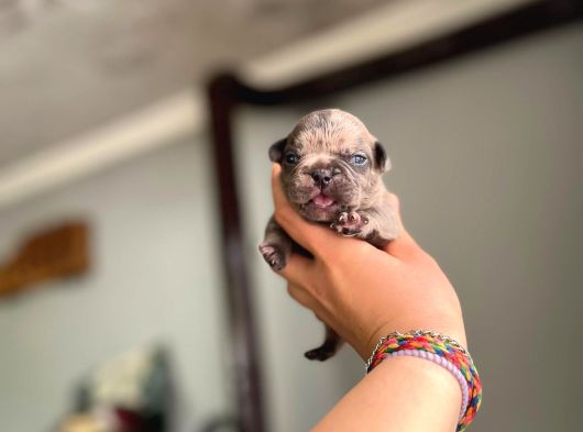 Süper Anatomi Irk - Sağlık Garantili French Bulldog Yavrular