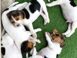 Safkan Beagle Yavrulari