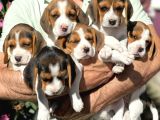 SAFKAN BEAGLE YAVRULARI