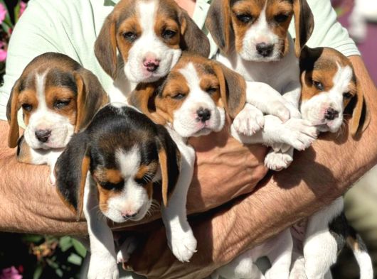 Safkan Beagle Yavrulari