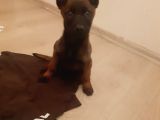 Safkan Mali̇nos Yavrulari