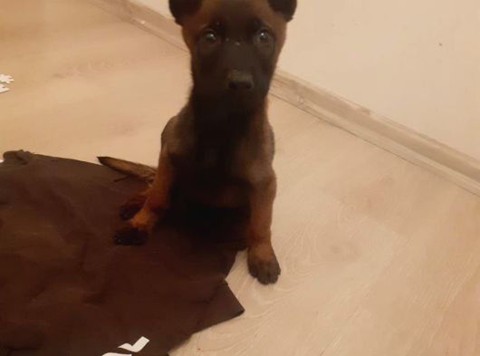 Safkan Mali̇nos Yavrulari görsel