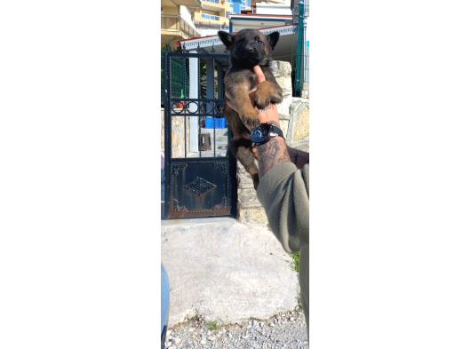 Safkan Mali̇nos Yavrulari görsel