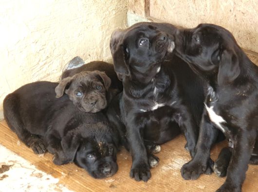 Safkan Cane Corso Yavrulari görsel