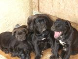 SAFKAN CANE CORSO YAVRULARI