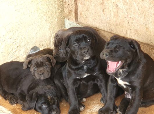 Safkan Cane Corso Yavrulari
